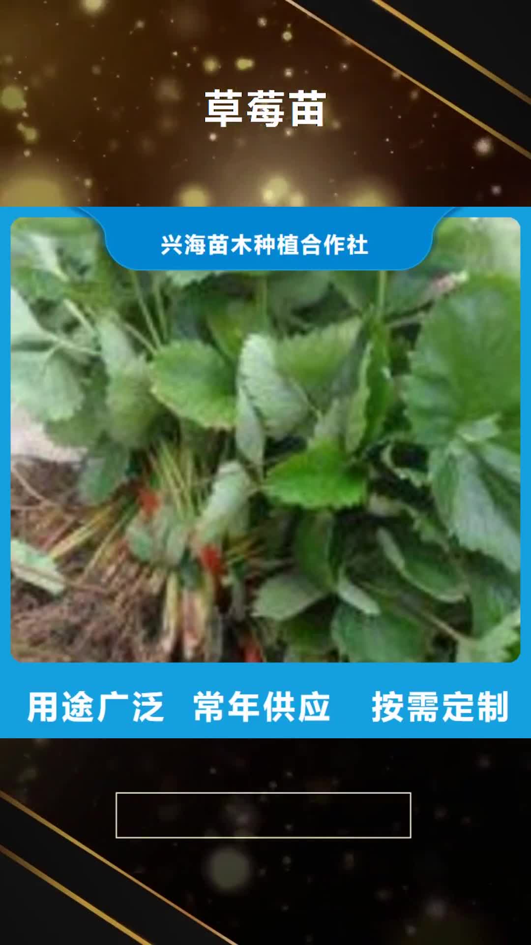 哈尔滨 草莓苗,【花椒苗】厂家拥有先进的设备