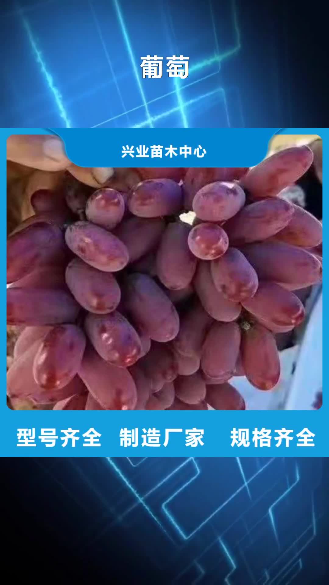 吉安 葡萄-【大棚草莓苗】厂家品控严格