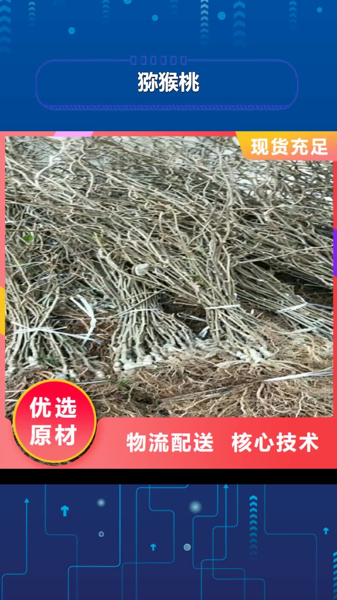 扬州【猕猴桃】-梨树苗通过国家检测