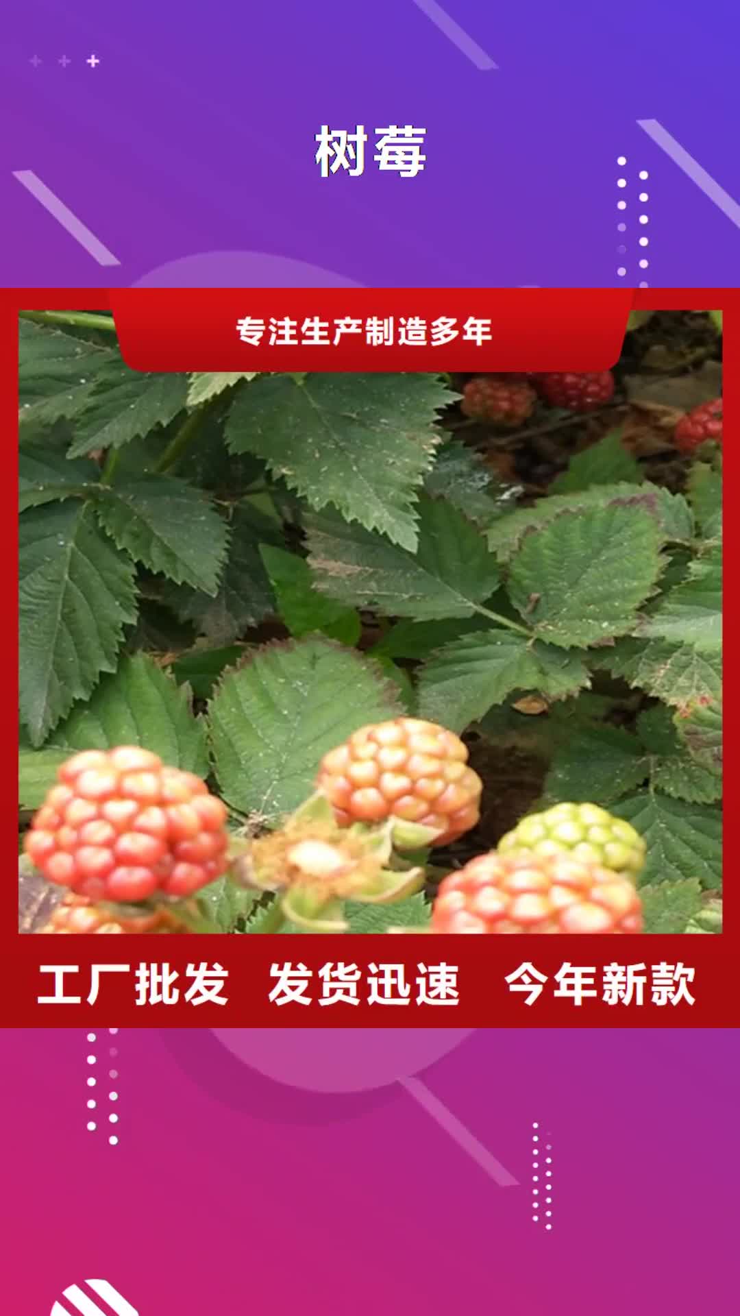 【乌海 树莓,梨树苗高质量高信誉】